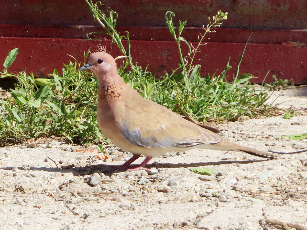 Tórtola Senegalesa - ML620523069