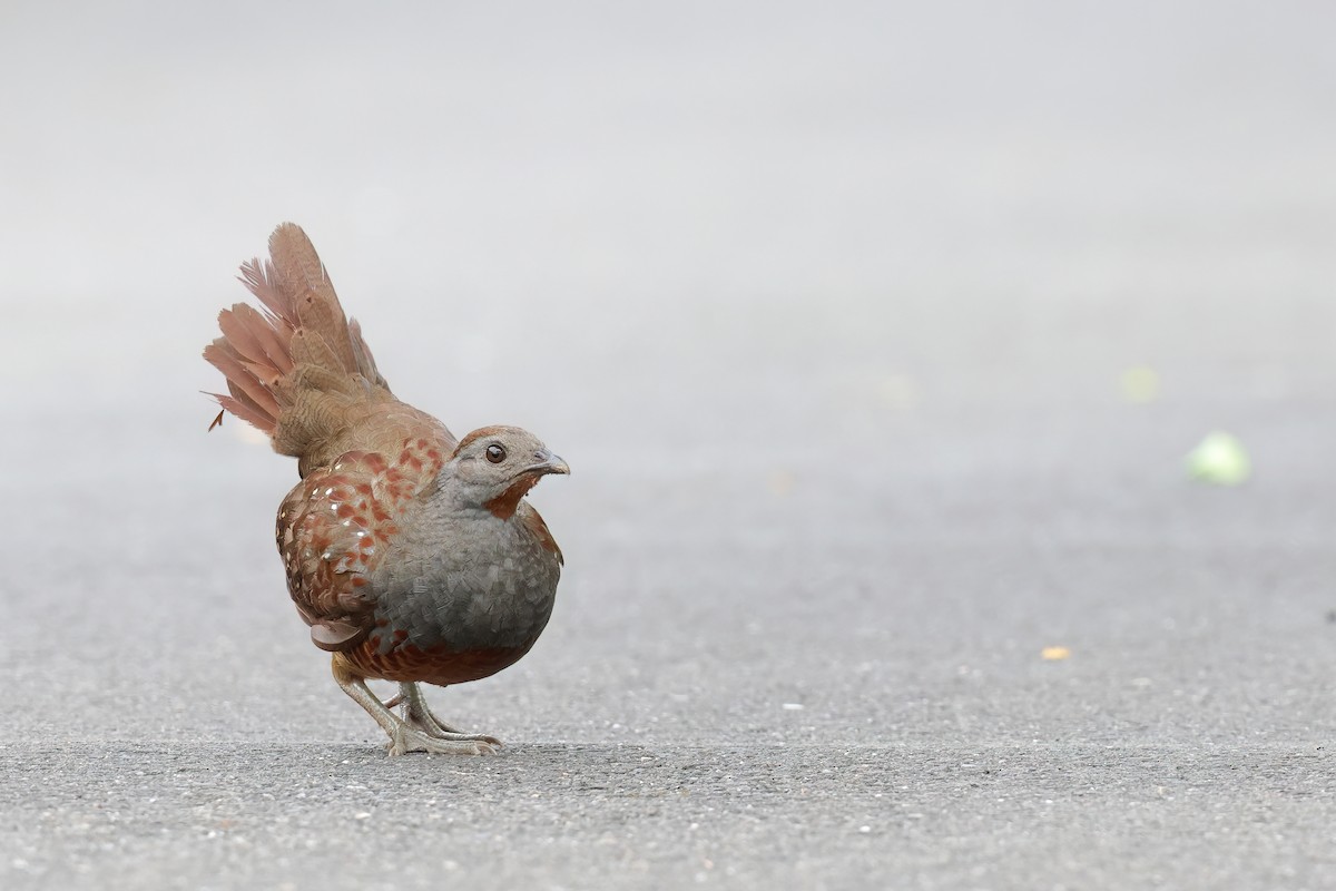 Taiwan Bamboo-Partridge - ML620523072