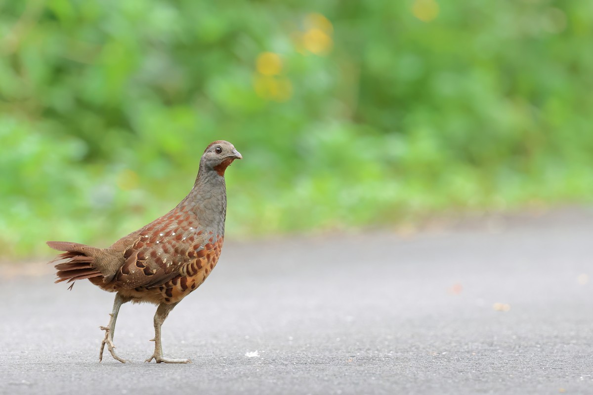 Taiwan Bamboo-Partridge - ML620523073