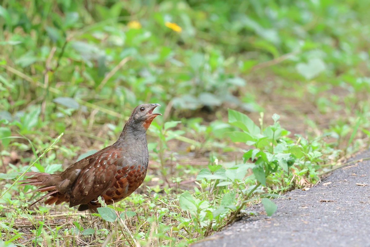 Taiwan Bamboo-Partridge - ML620523074