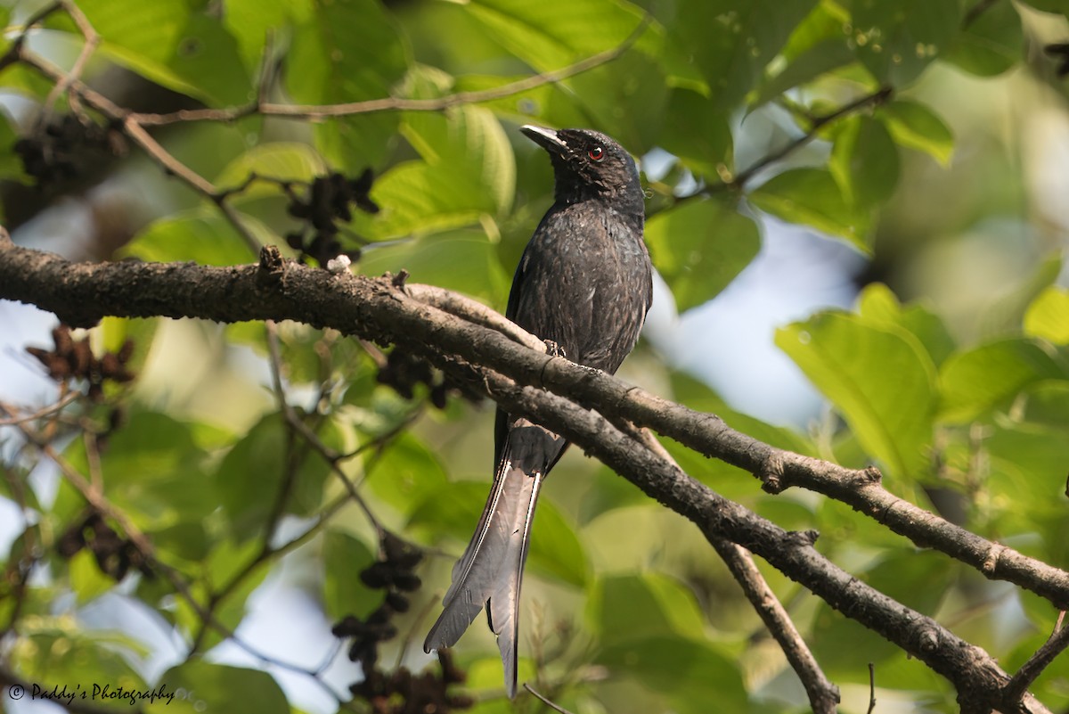 Drongo cendré - ML620523076