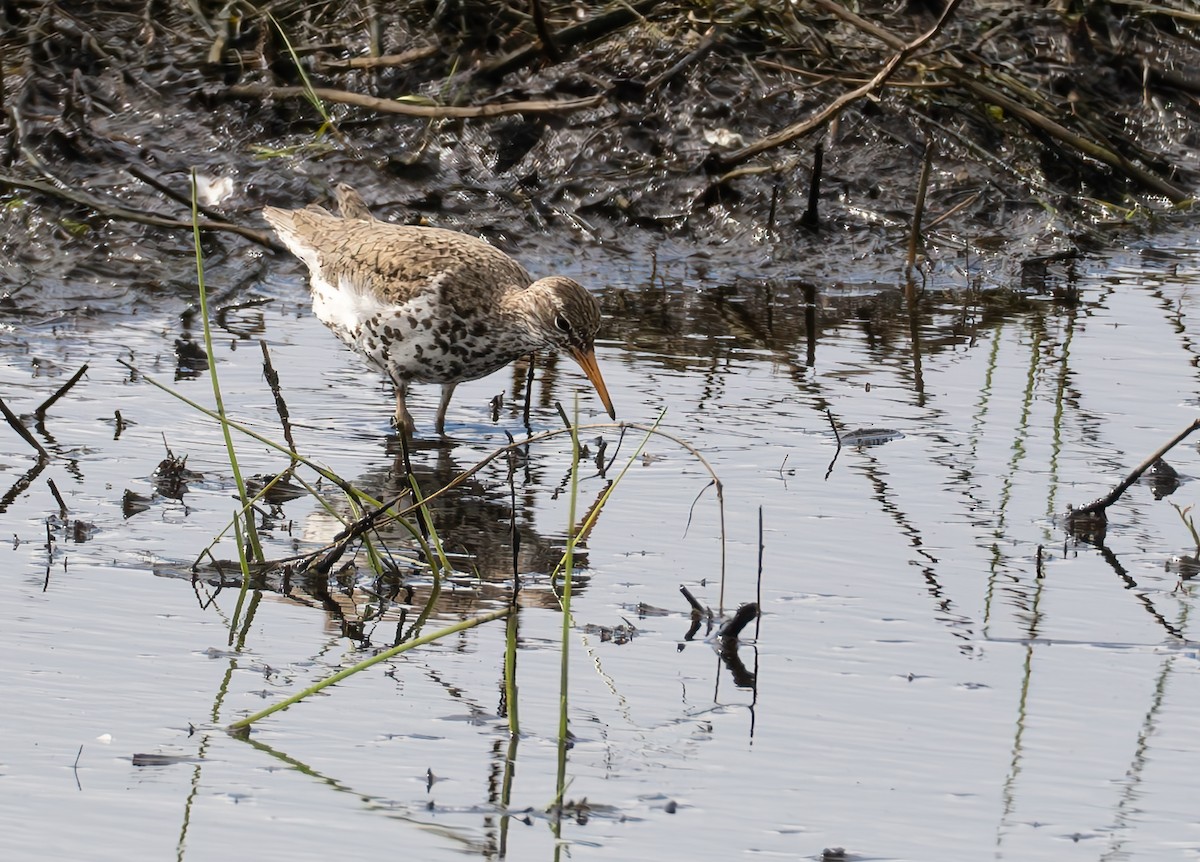 Spotted Sandpiper - ML620523078