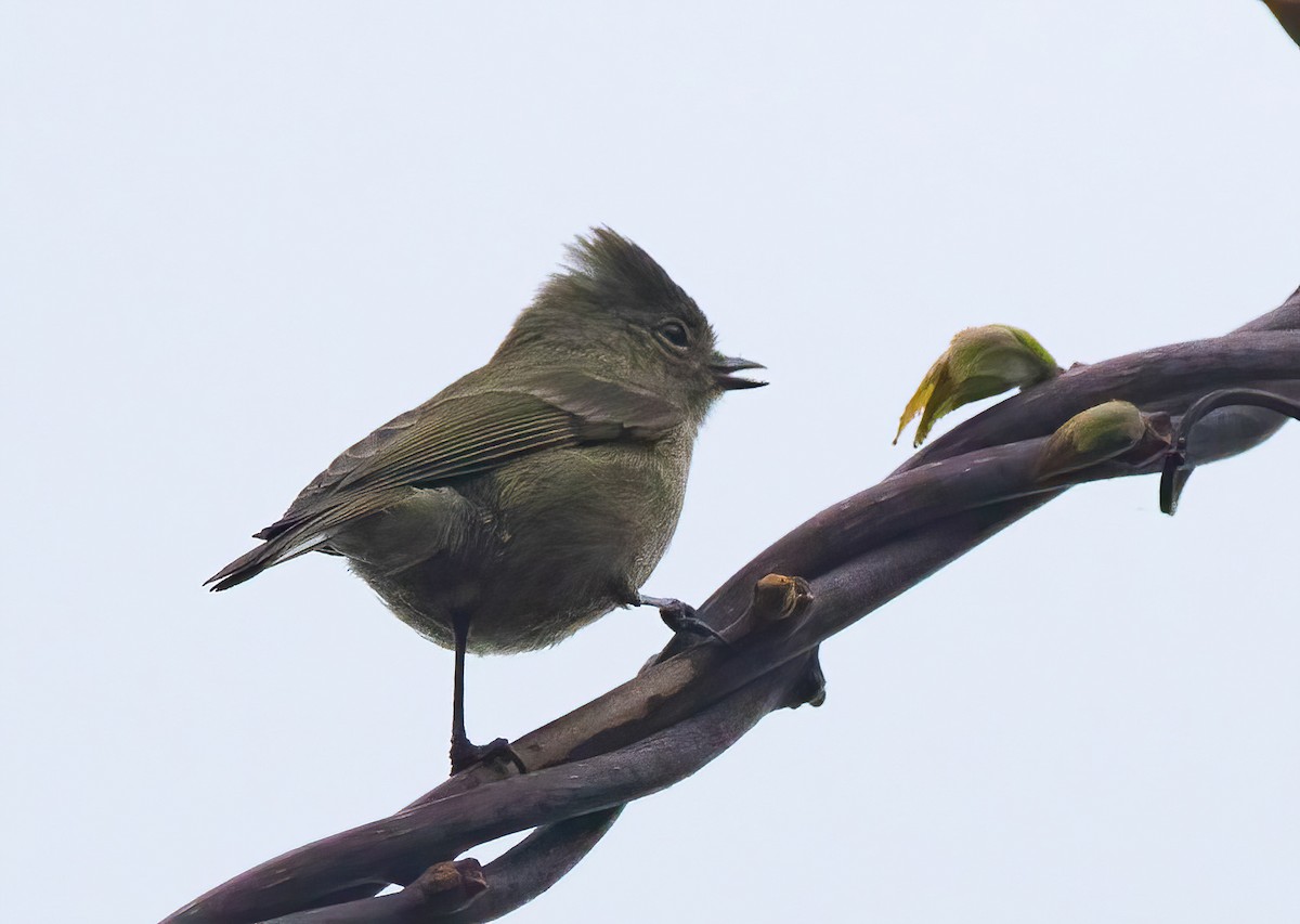 Yellow-browed Tit - ML620523082