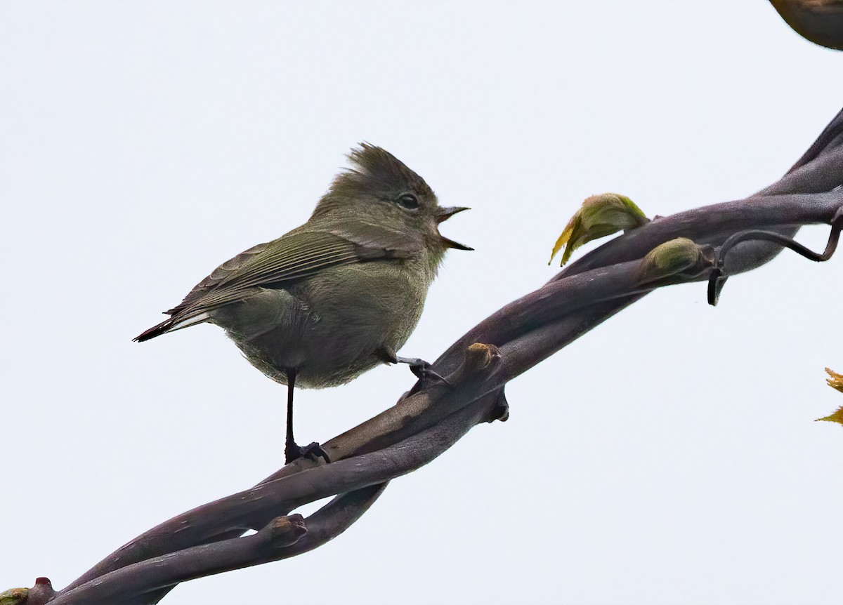 Yellow-browed Tit - ML620523083