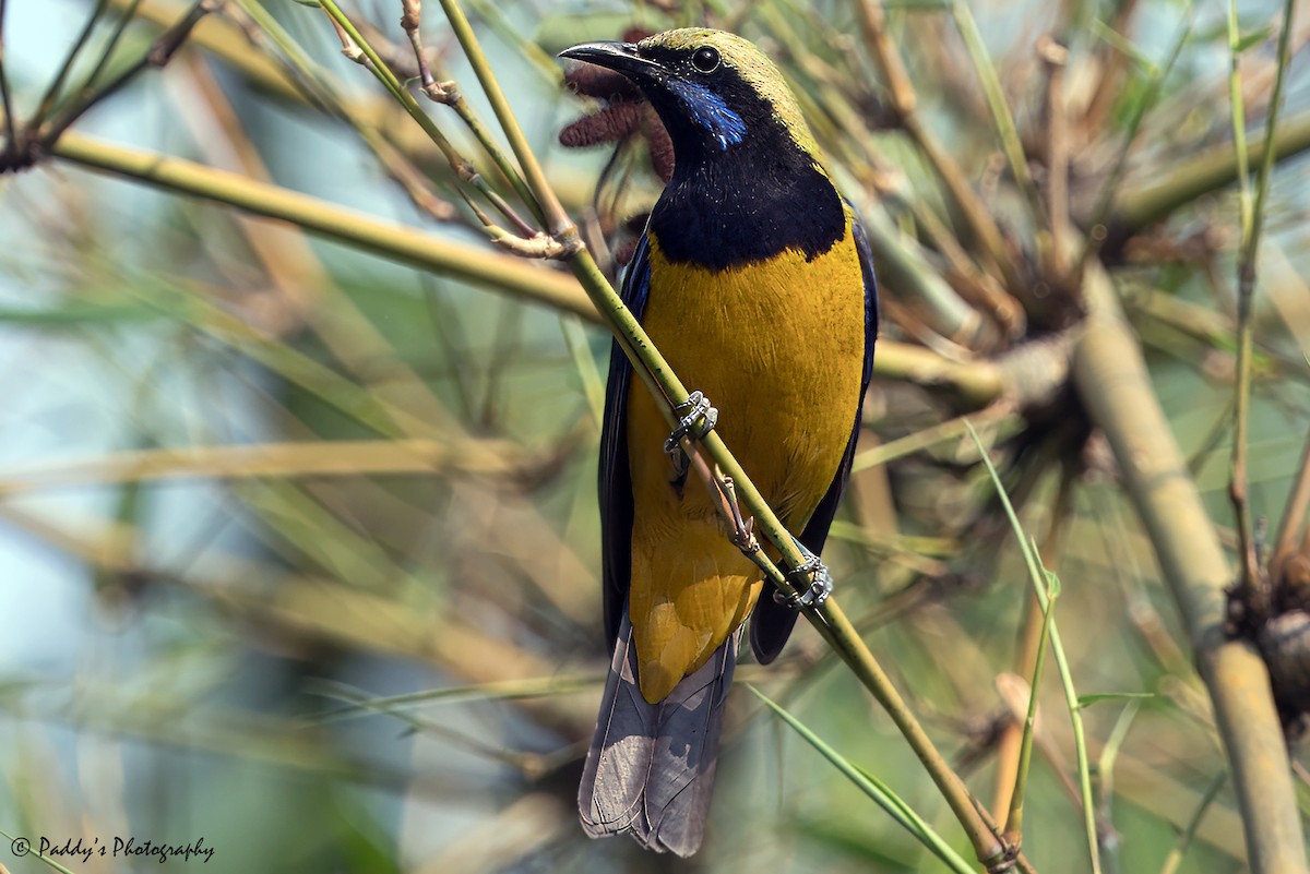 Orange-bellied Leafbird - ML620523089