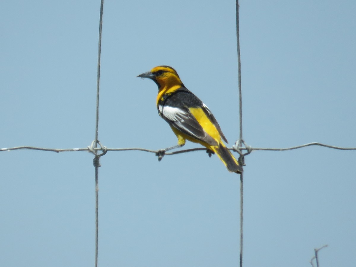 Bullock's Oriole - ML620523090