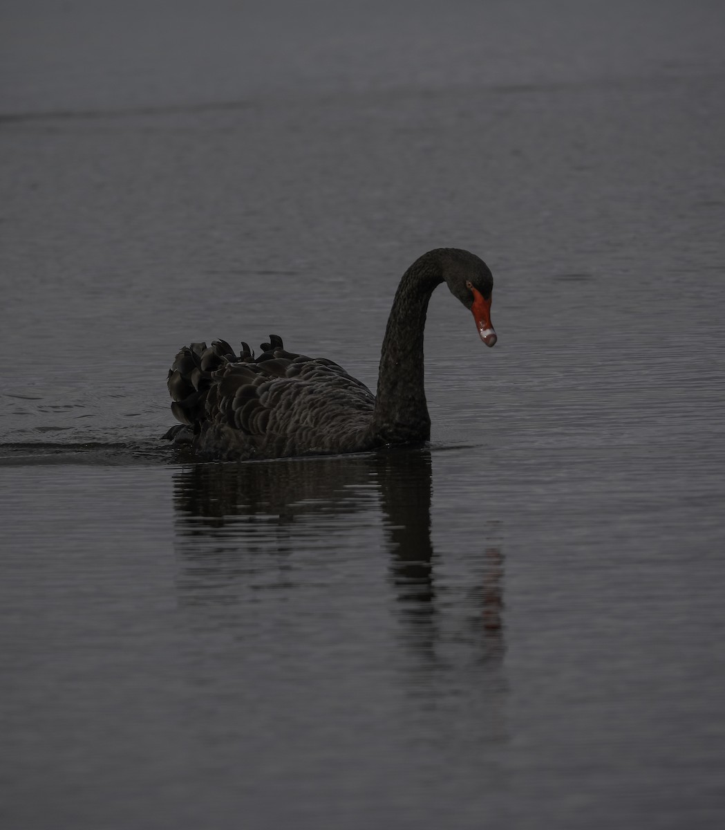 Black Swan - ML620523091