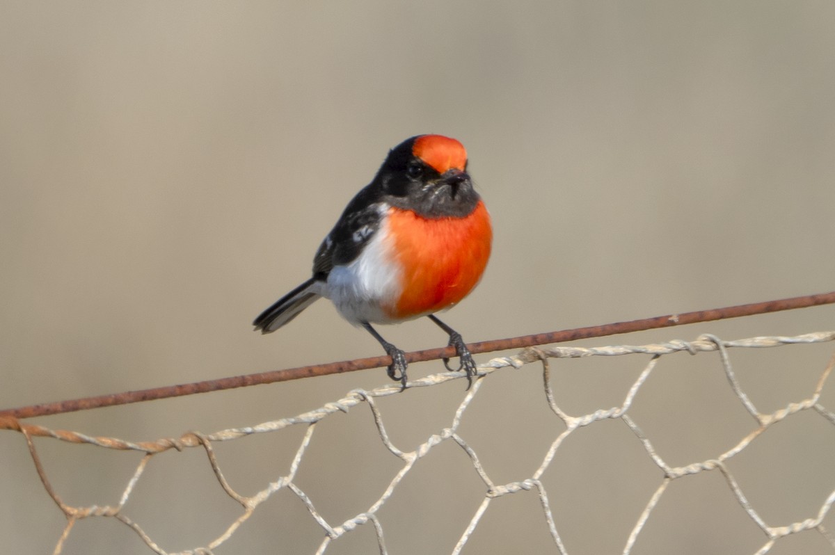 Red-capped Robin - ML620523092