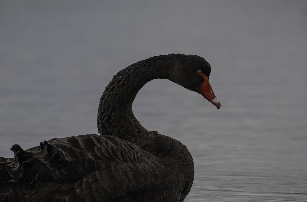 Black Swan - ML620523093