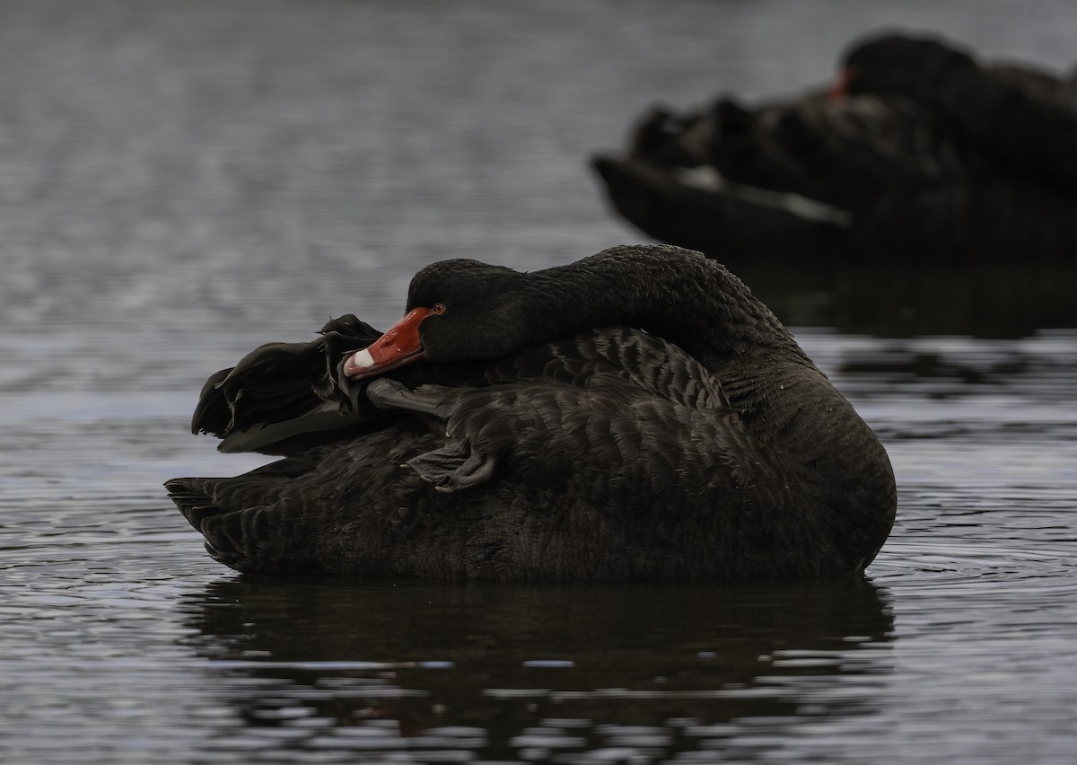 Black Swan - ML620523094