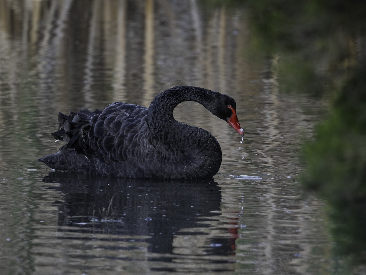 Black Swan - ML620523096
