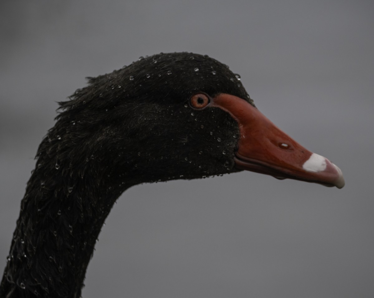 Чёрный лебедь - ML620523097