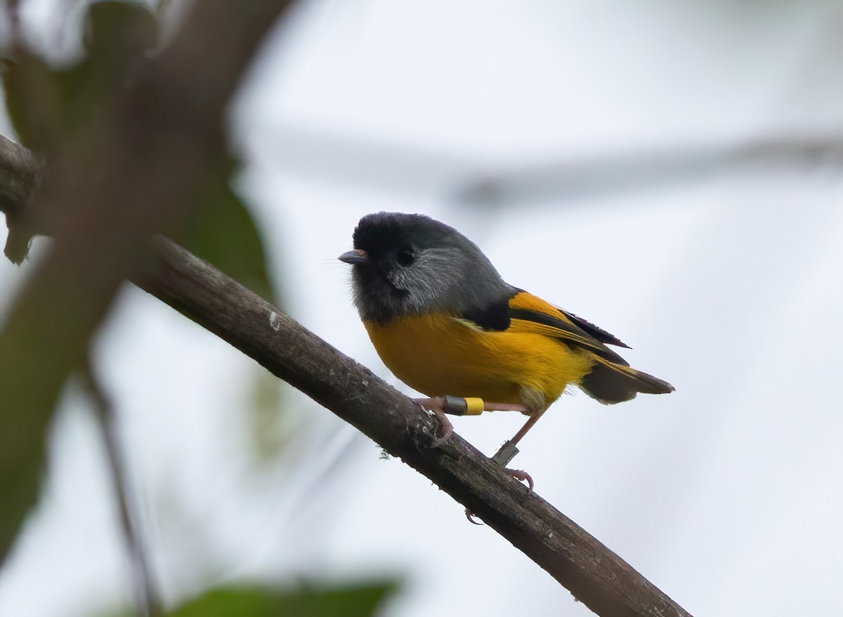 Golden-breasted Fulvetta - ML620523099