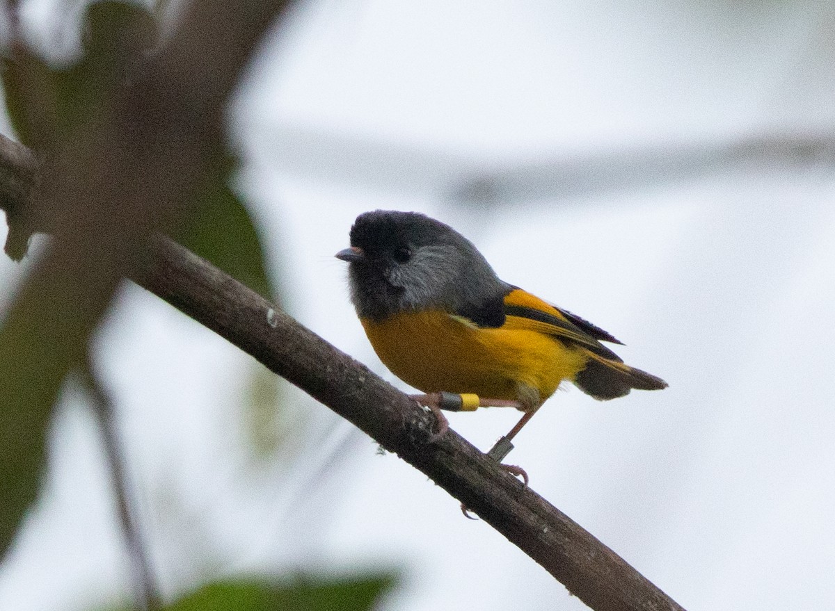 Golden-breasted Fulvetta - ML620523101