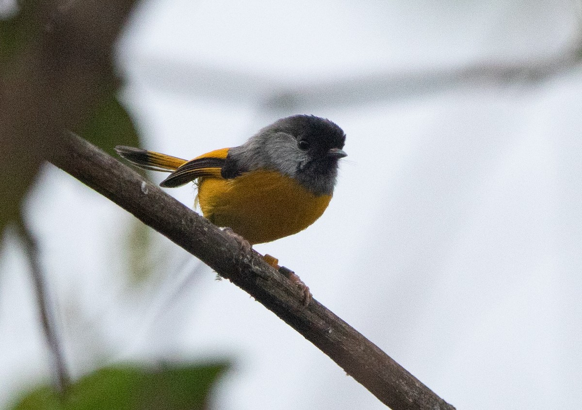 Golden-breasted Fulvetta - ML620523102