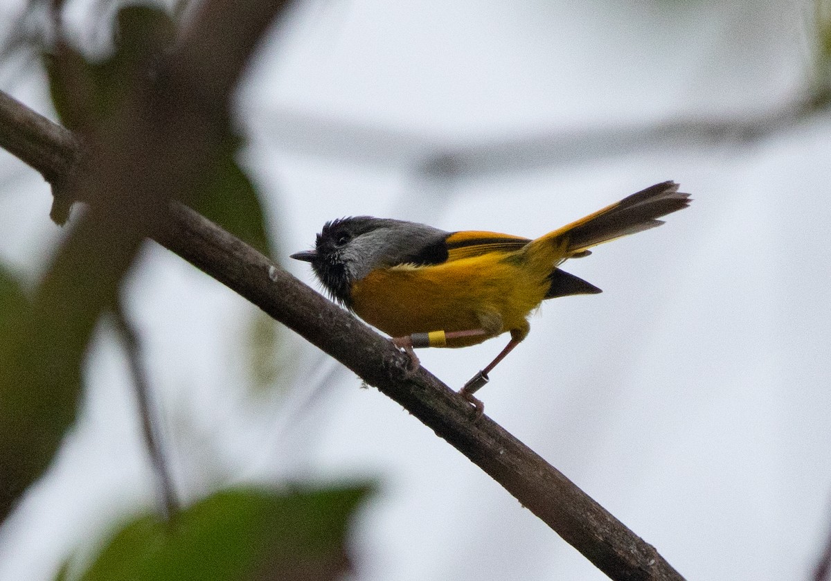 Golden-breasted Fulvetta - ML620523103