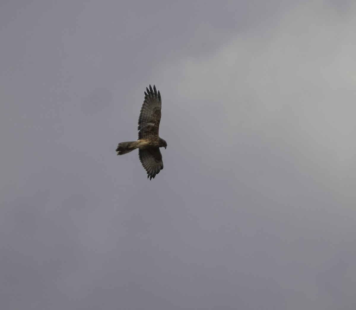 Swamp Harrier - Roy Burgess