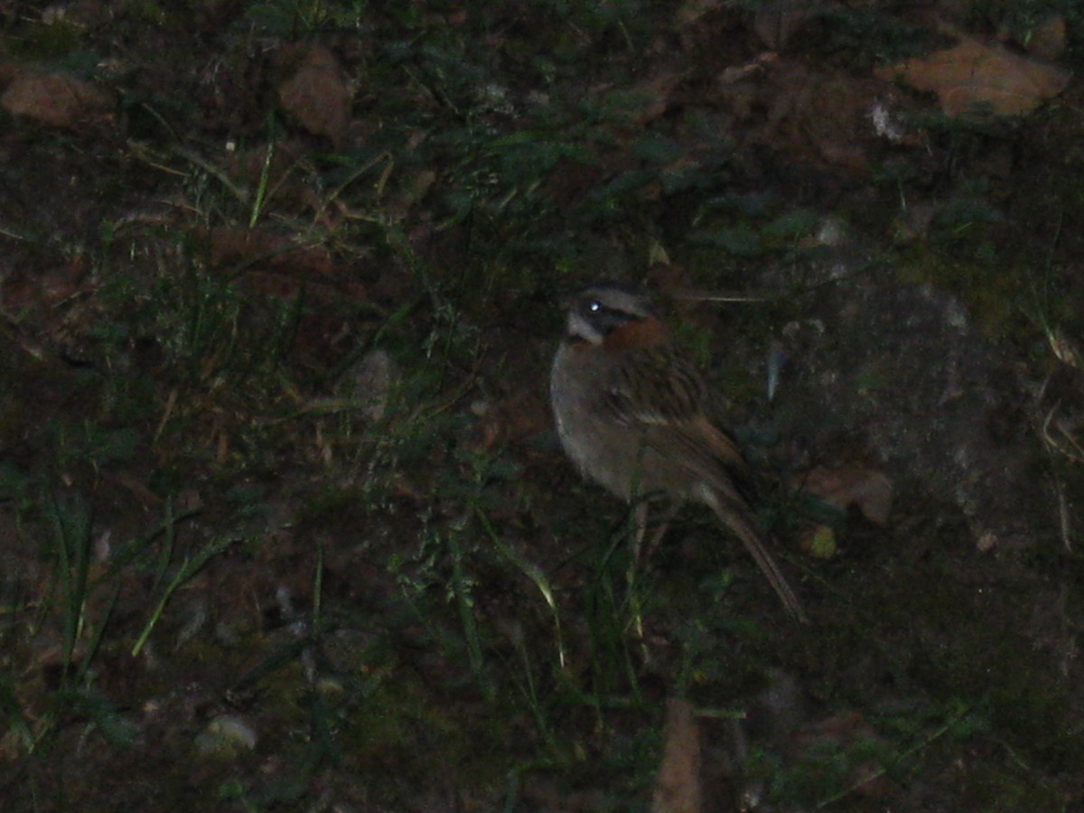 Rufous-collared Sparrow - ML620523110