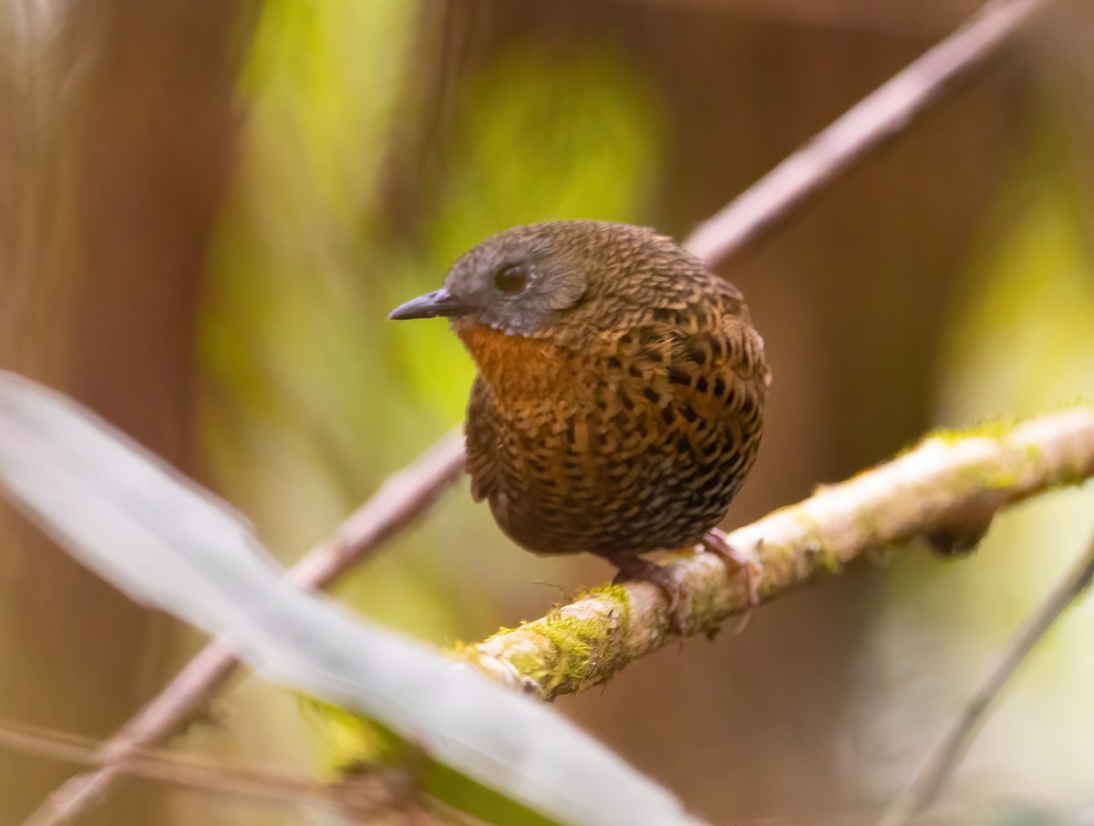 Rufous-throated Wren-Babbler - ML620523113