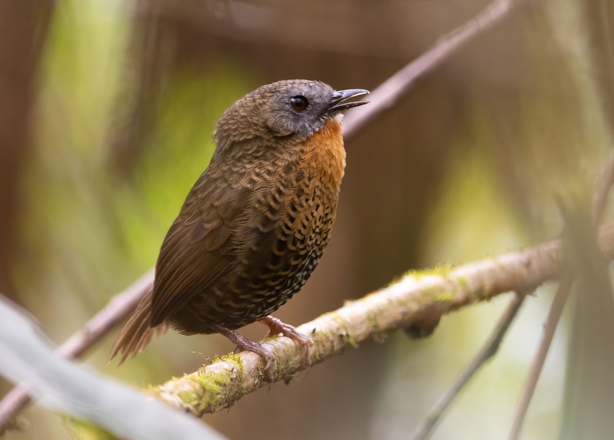 Rufous-throated Wren-Babbler - ML620523116