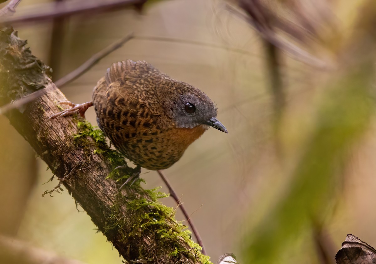 Rufous-throated Wren-Babbler - Sathyan Meppayur