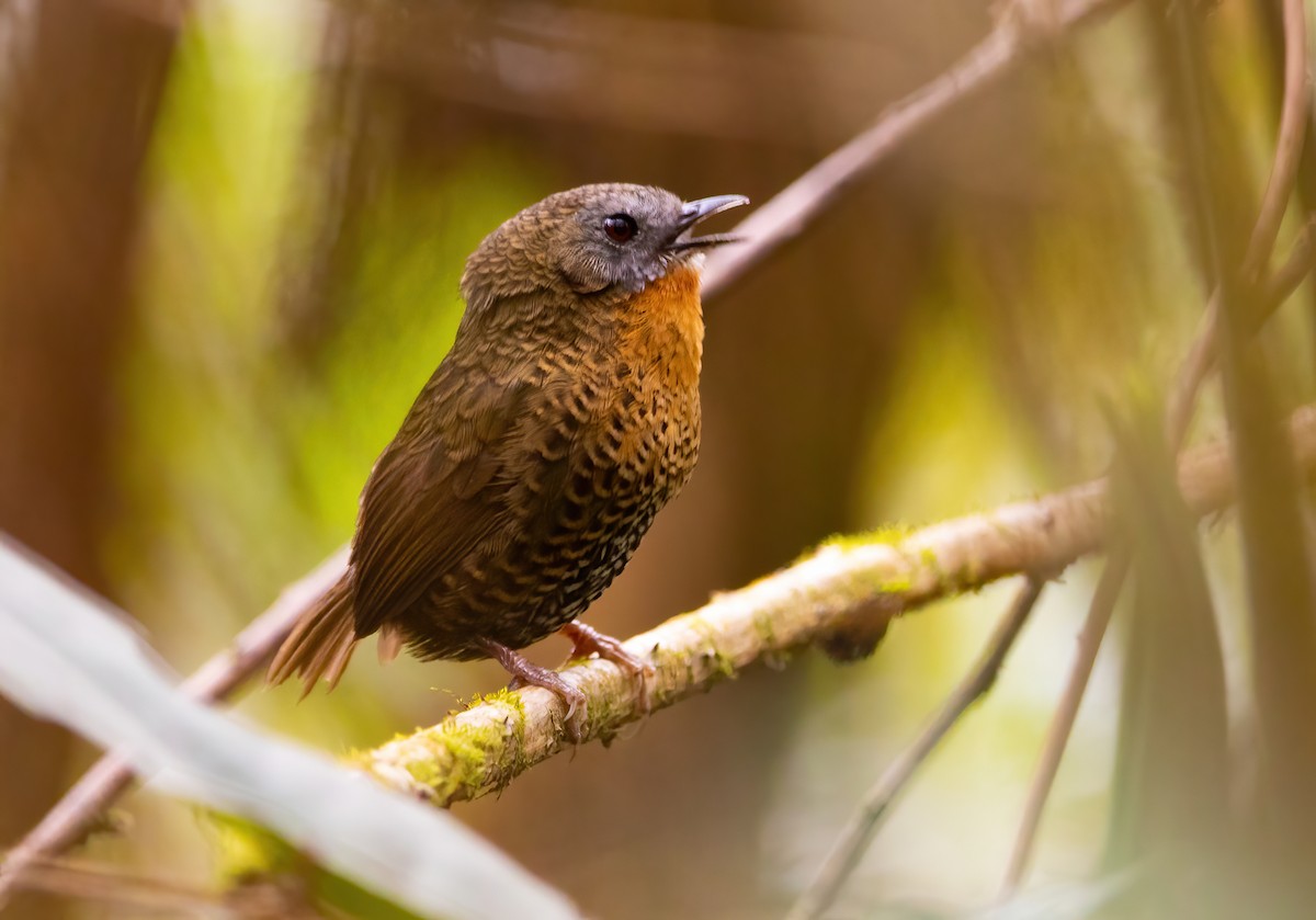 Rufous-throated Wren-Babbler - ML620523122