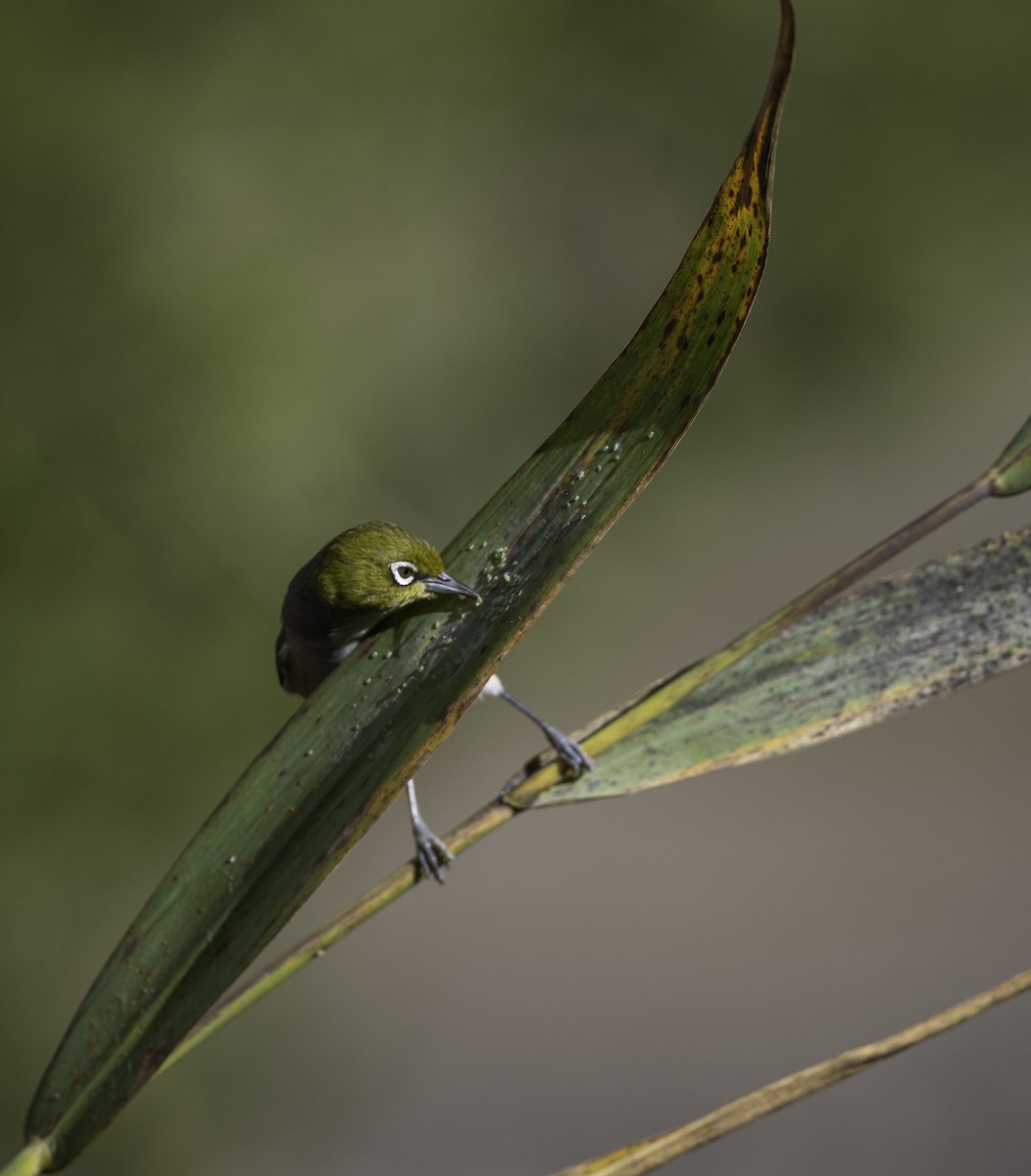 Zostérops à dos gris - ML620523126