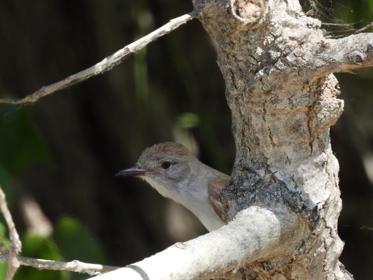 Ash-throated Flycatcher - Don Holcomb