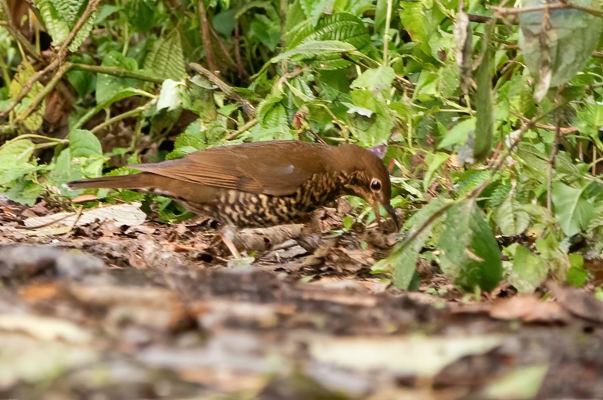 Himalayan Thrush - ML620523132