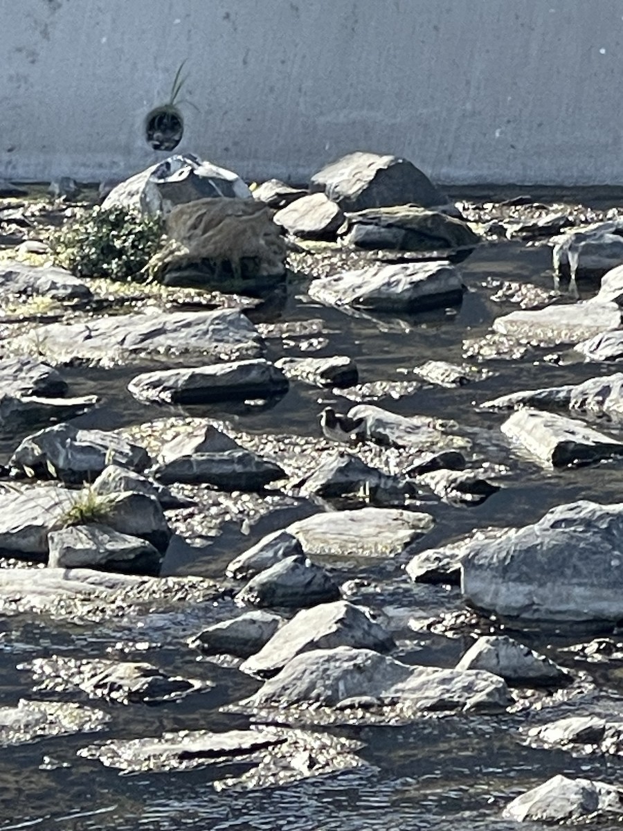 Spotted Sandpiper - ML620523134