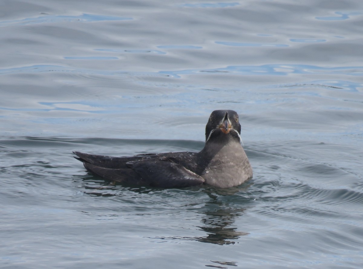 Rhinoceros Auklet - ML620523138