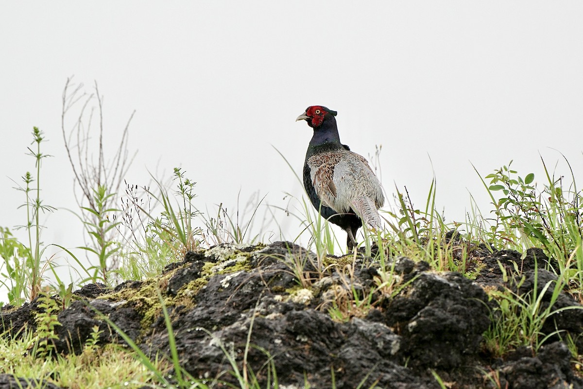 Green Pheasant - ML620523140