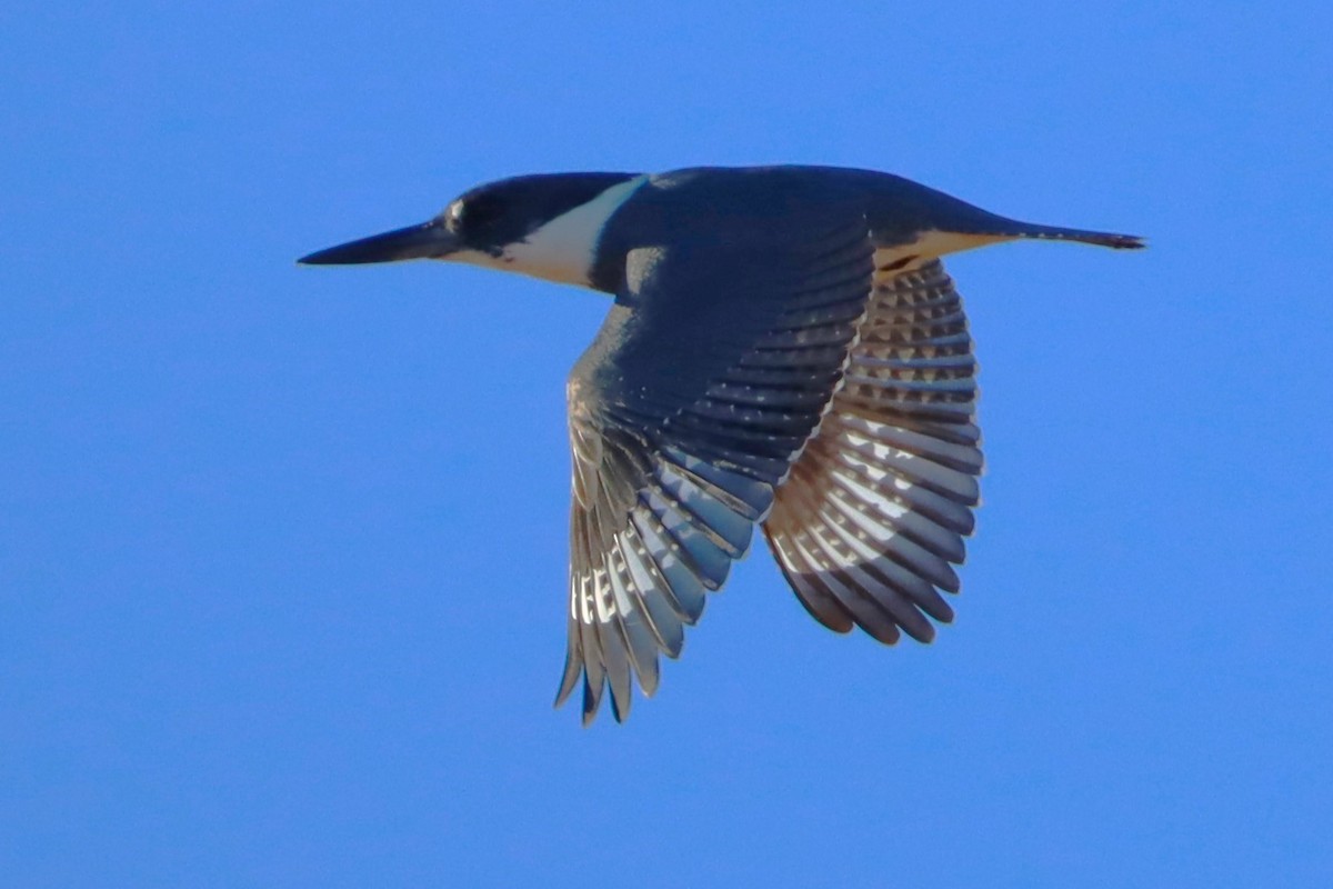 Martin-pêcheur d'Amérique - ML620523141