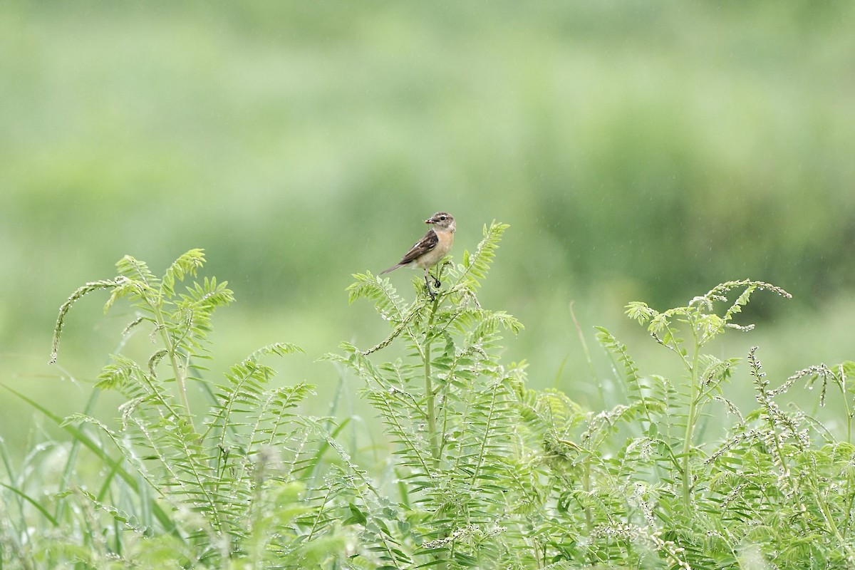 Amur Stonechat - ML620523146