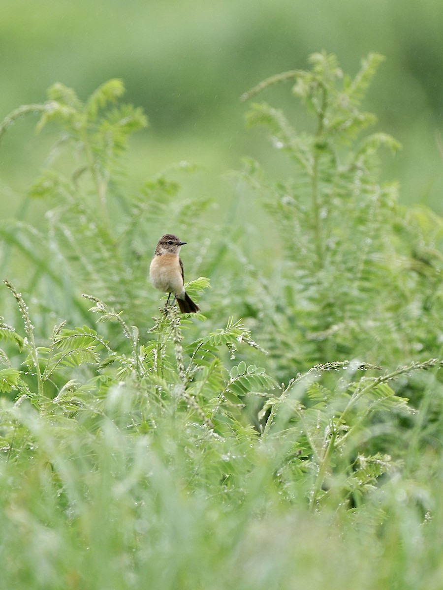 Amur Stonechat - ML620523147