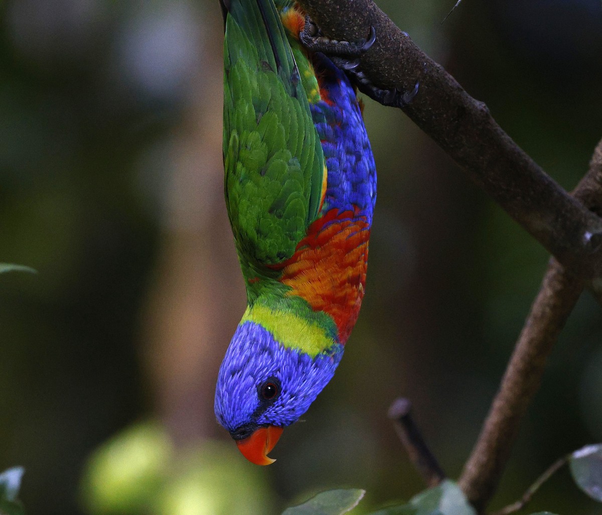 Rainbow Lorikeet - ML620523152