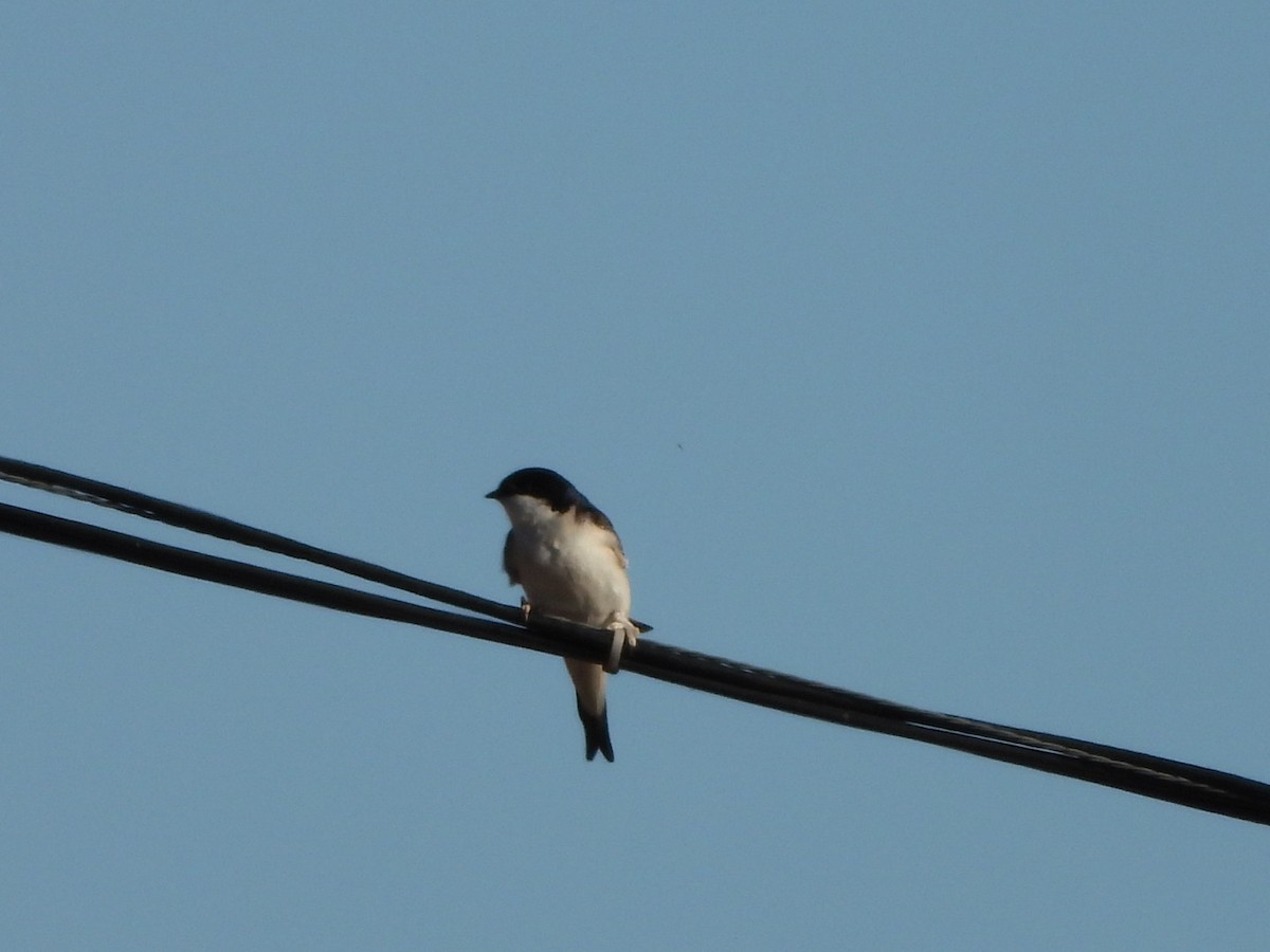 Western House-Martin - ML620523156