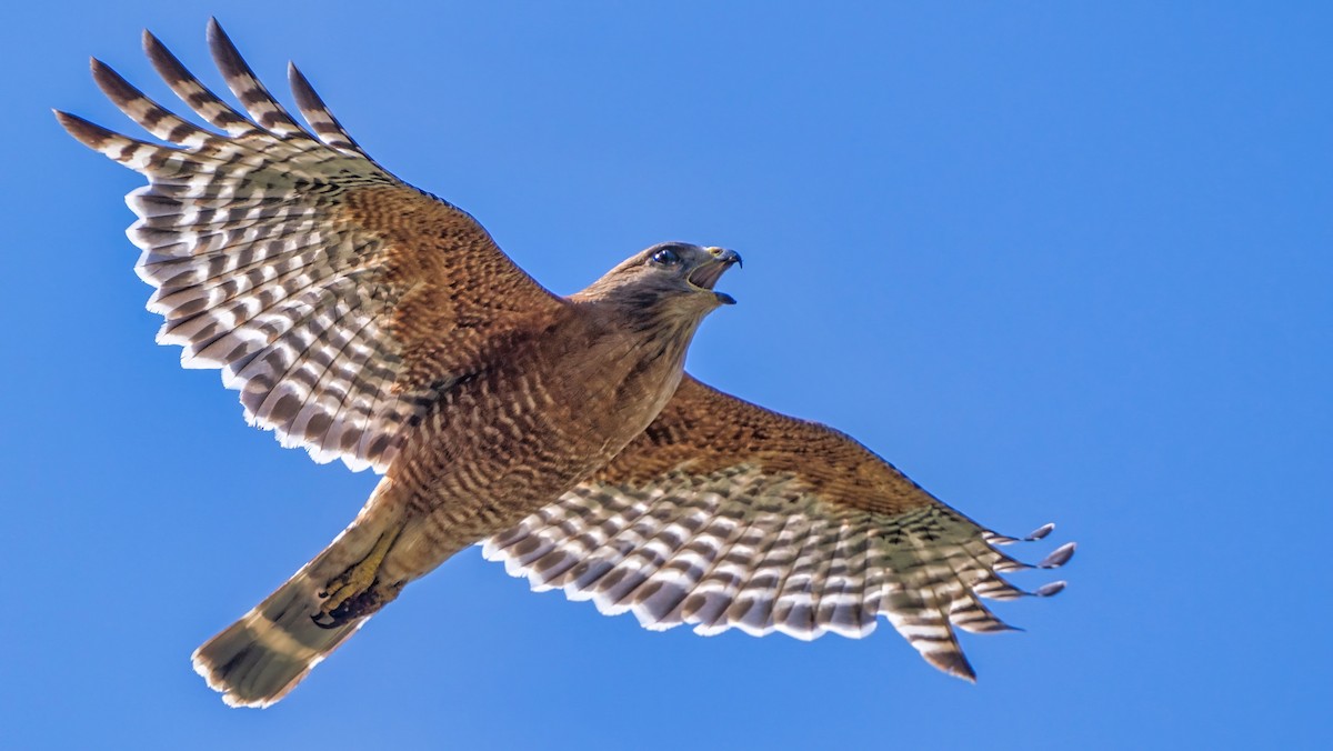 Red-shouldered Hawk - ML620523157