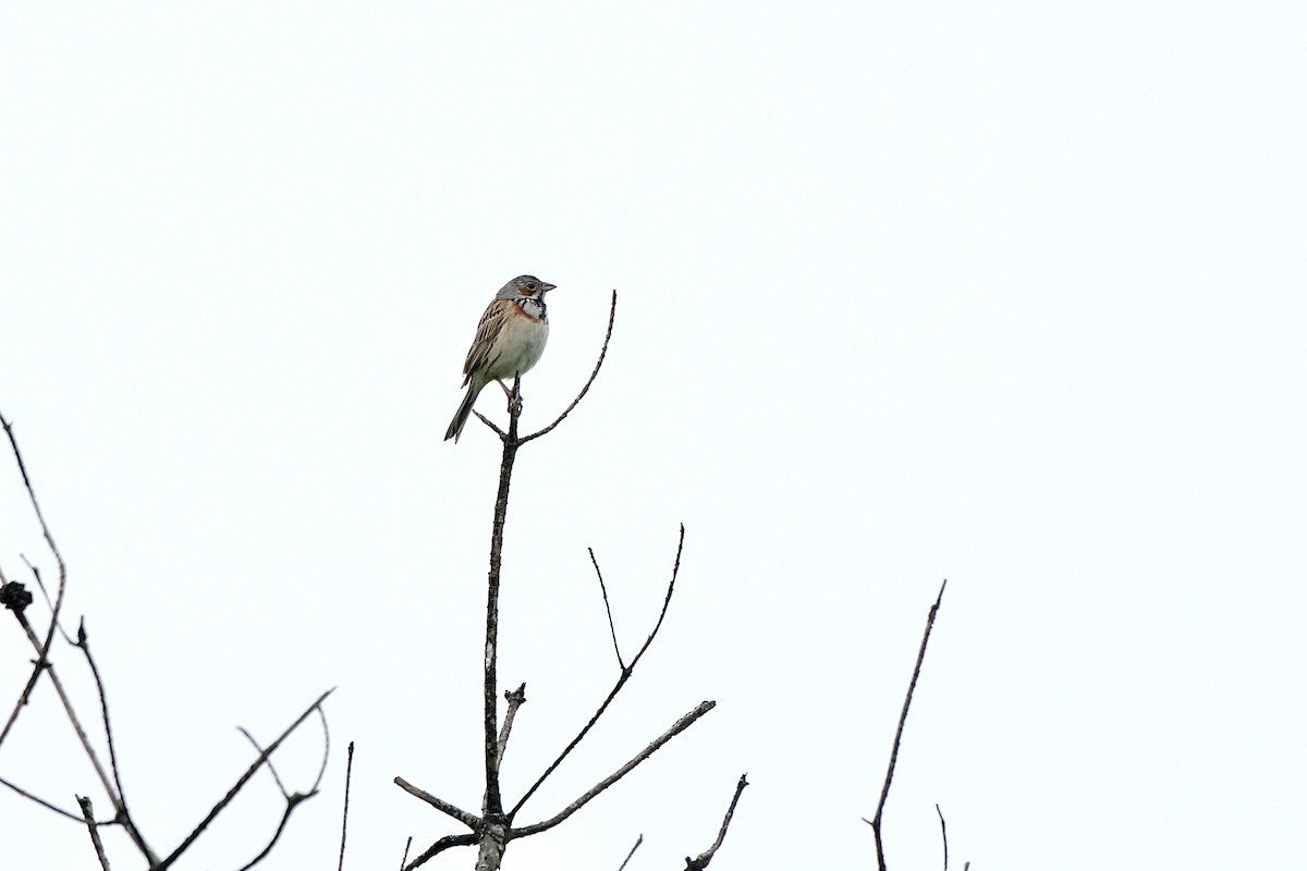 Chestnut-eared Bunting - Hideki Sekimoto