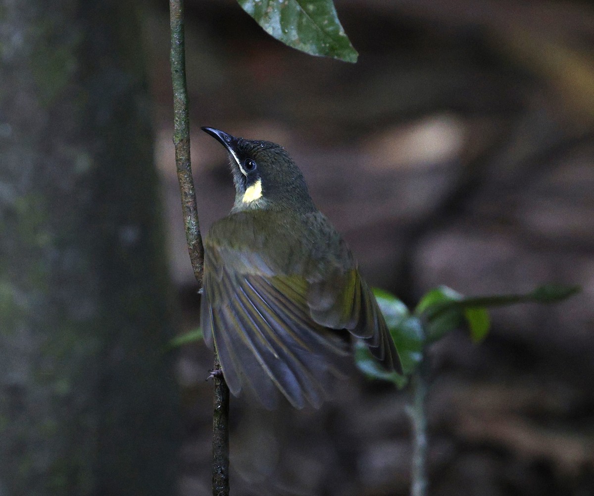 Lewin's Honeyeater - ML620523166