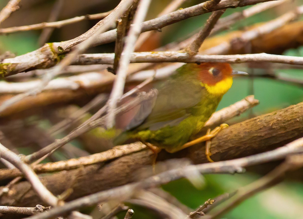 Chestnut-headed Tesia - ML620523169