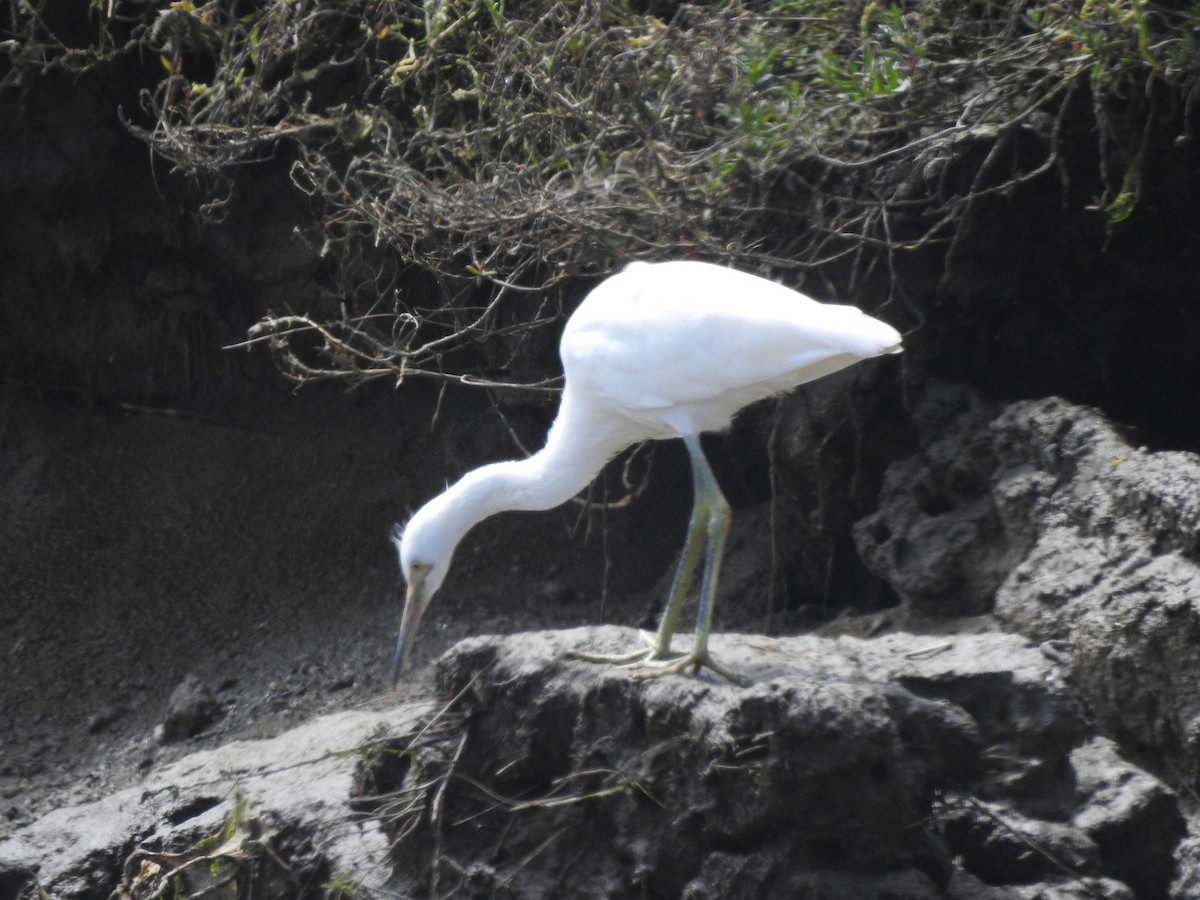 Snowy Egret - ML620523174