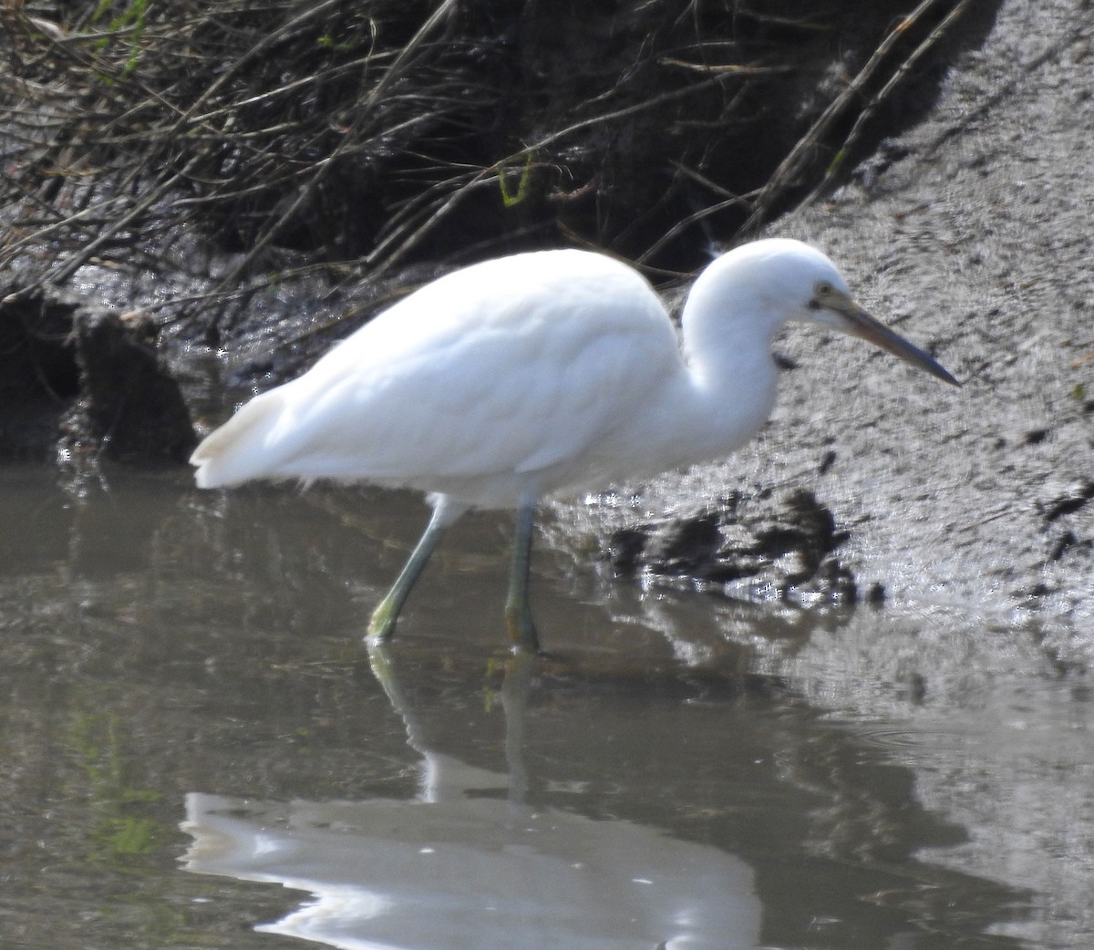 Snowy Egret - ML620523175