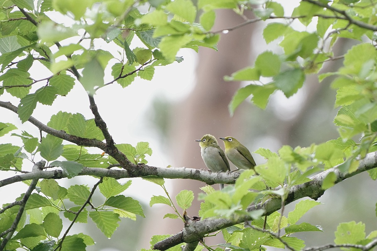 Warbling White-eye - ML620523177