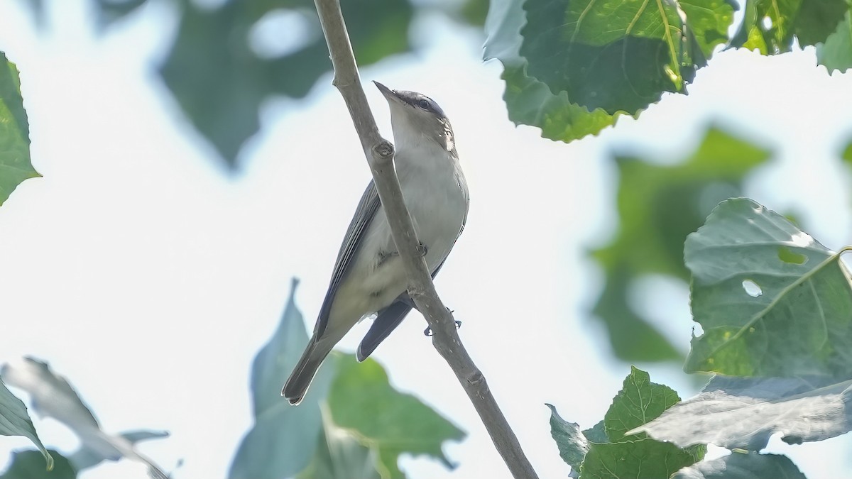 Red-eyed Vireo - ML620523179