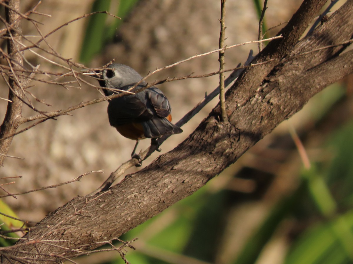 Black-faced Monarch - Rolo Rodsey