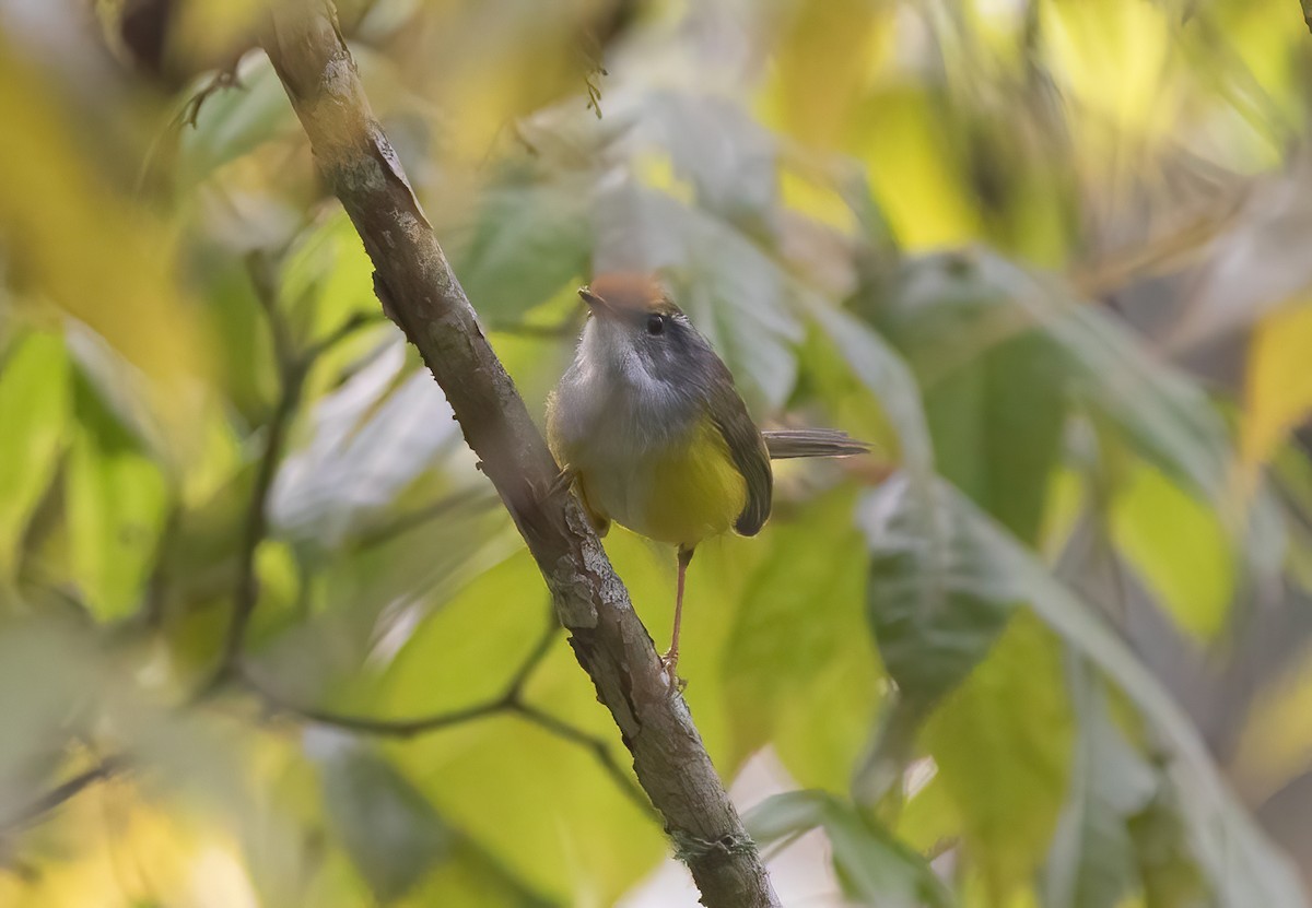 Mountain Tailorbird - ML620523185