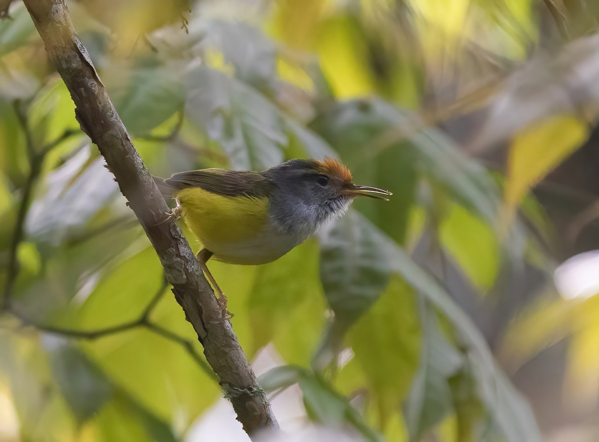 Mountain Tailorbird - ML620523186