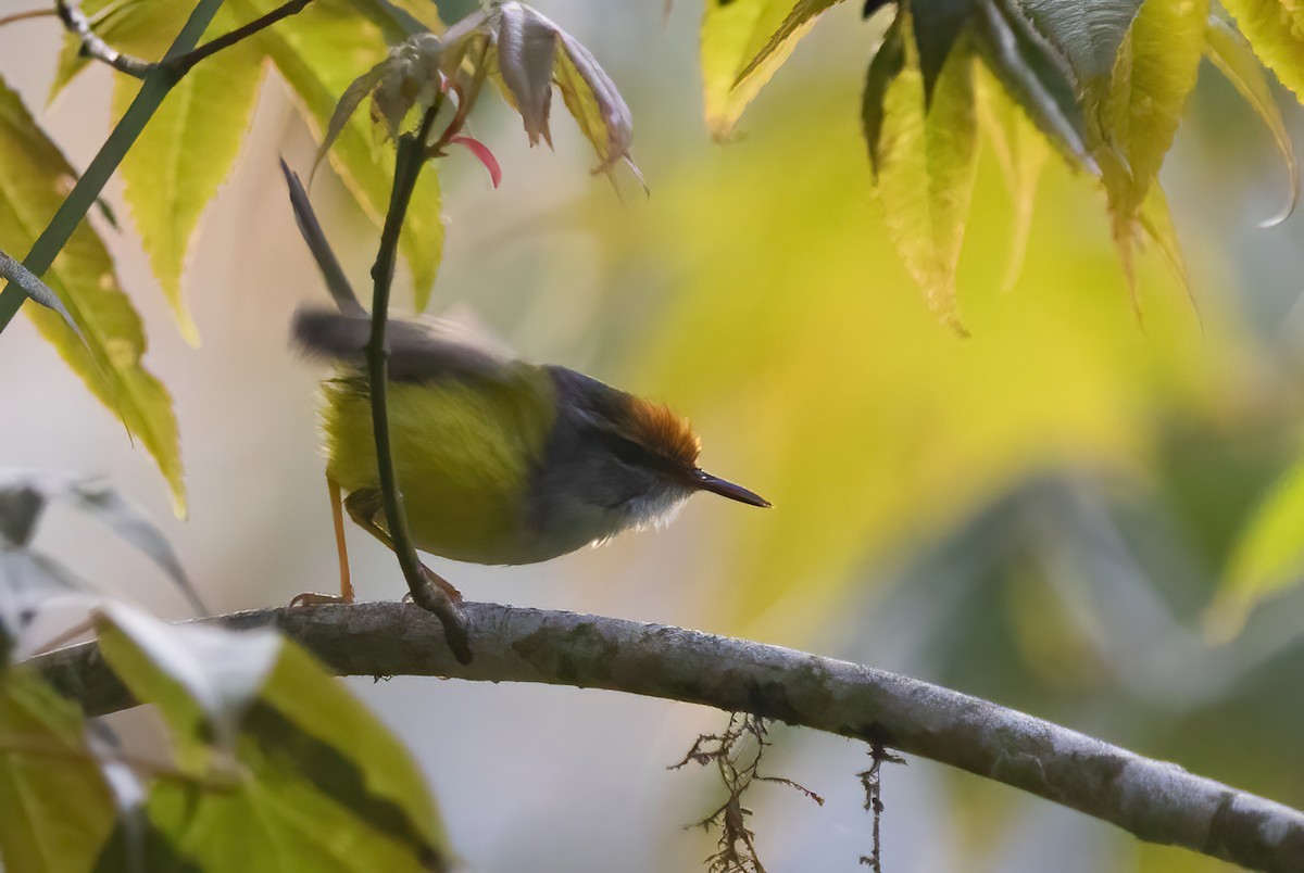 Mountain Tailorbird - Sathyan Meppayur