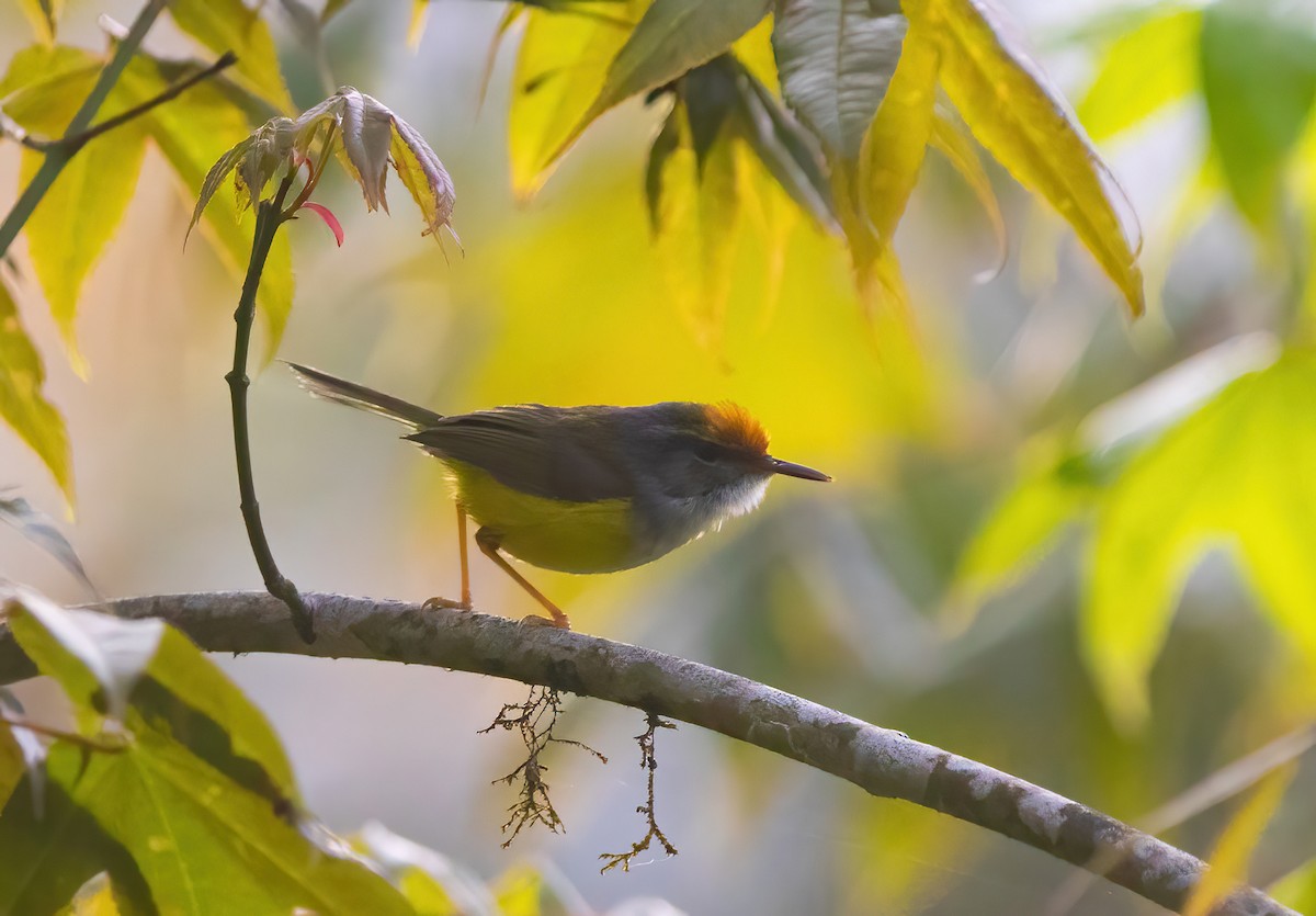 Mountain Tailorbird - ML620523191